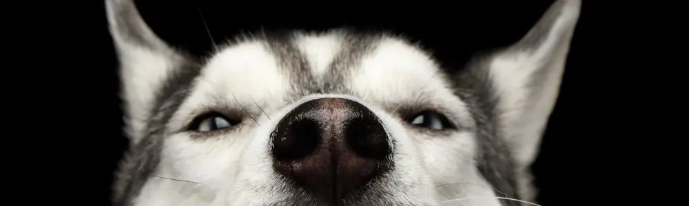 ANIMAL NOSE GAMES