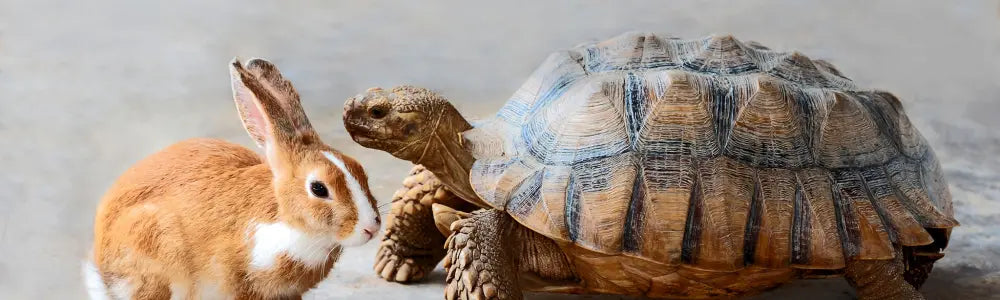FAST-AND-SLOW-ACTIONS-GAMES