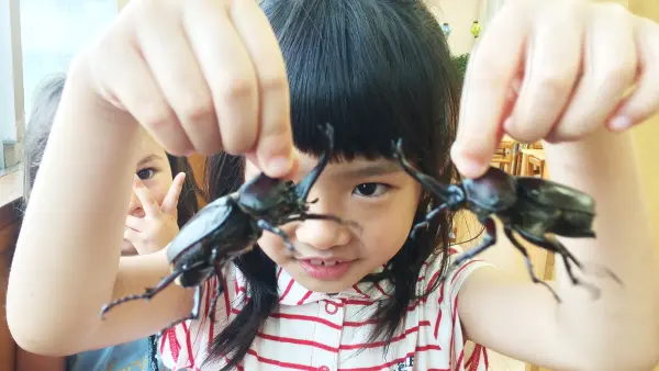 Dengo Moshi Stag Beetles in Japanese Schools