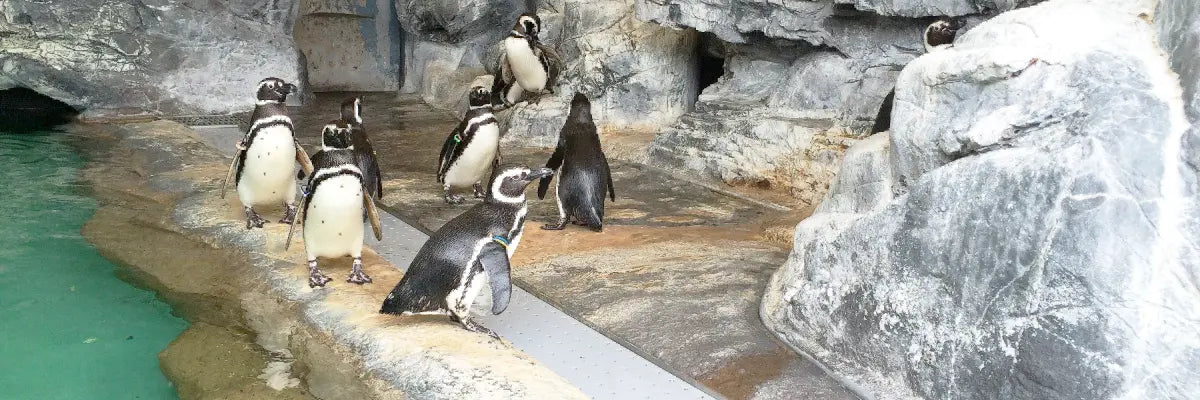Shinagawa Aquarium Penguins