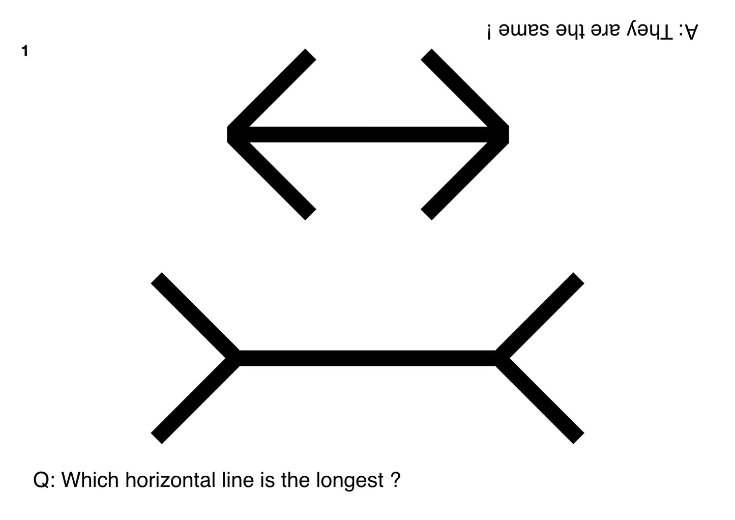 Optical Illusions Science Activity | Digital Download